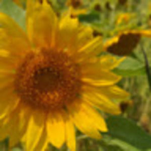 Meet your Posher, Nadja